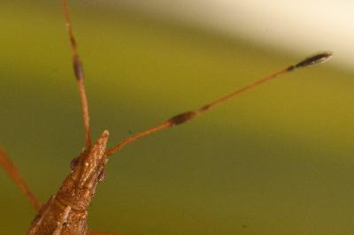 <i>Berytinus montivagus</i>