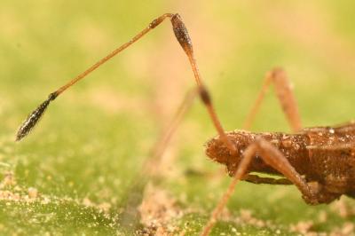 <i>Berytinus montivagus</i>