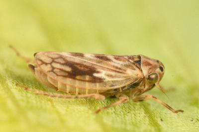 <i>Agallia consobrina</i>