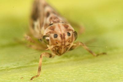 <i>Agallia consobrina</i>