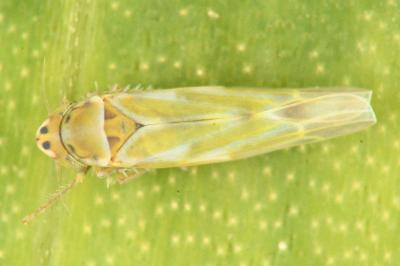 <i>Frutioidia bisignata</i>