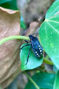 <i>Nezara viridula</i>