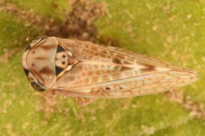 <i>Dryodurgades reticulatus</i>