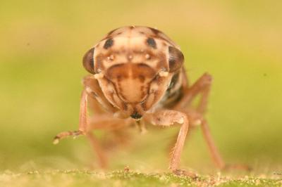 <i>Dryodurgades reticulatus</i>