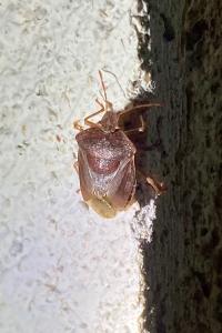 <i>Palomena prasina</i>