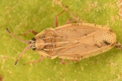 <i>Tingis auriculata</i>