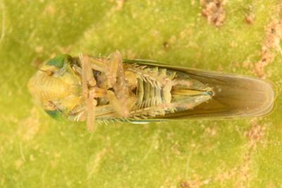 <i>Liguropia juniperi</i>