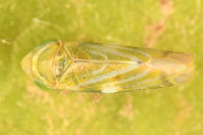 <i>Liguropia juniperi</i>