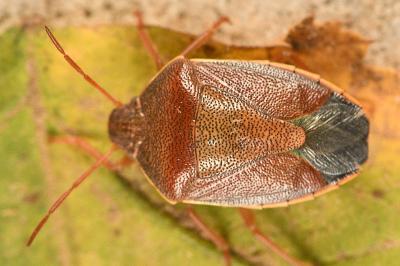 <i>Piezodorus lituratus</i>