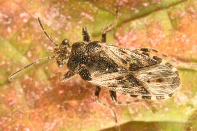 <i>Heterogaster urticae</i>