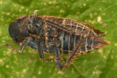 <i>Stroggylocephalus livens</i>