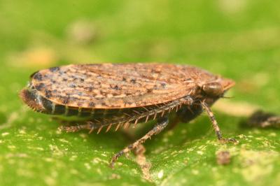 <i>Stroggylocephalus livens</i>