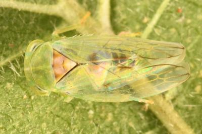 <i>Tremulicerus</i>