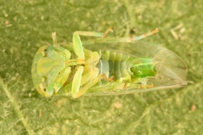 <i>Tremulicerus</i>