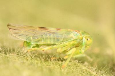 <i>Tremulicerus</i>