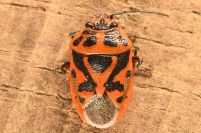<i>Eurydema ornata</i>