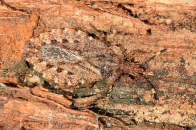 <i>Aradus brenskei</i>