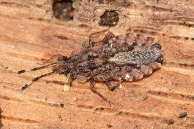 <i>Aradus brenskei</i>