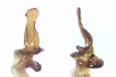 <i>Aradus brenskei</i>