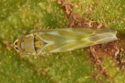 <i>Frutioidia bisignata</i>