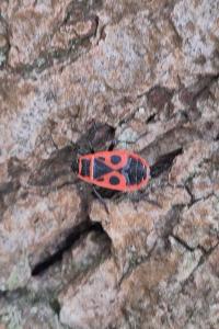 <i>Pyrrhocoris apterus</i>