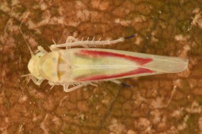 <i>Zygina eburnea</i>