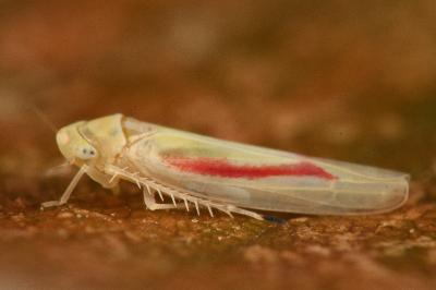 <i>Zygina eburnea</i>