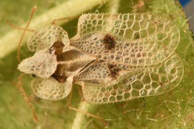 <i>Corythucha ciliata</i>