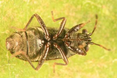 <i>Stygnocoris fuligineus</i>