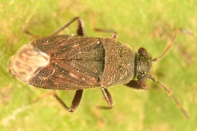 <i>Stygnocoris fuligineus</i>