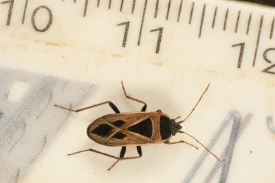 <i>Xanthochilus saturnius</i>