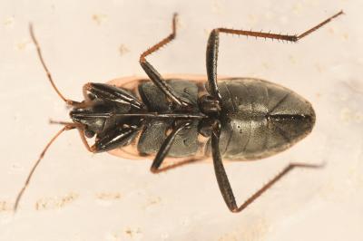 <i>Xanthochilus saturnius</i>