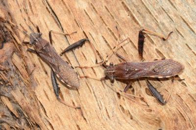 <i>Camptopus lateralis</i>