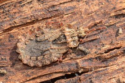 <i>Aradus conspicuus</i>