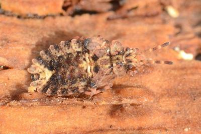 <i>Aradus conspicuus</i>