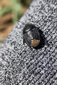 <i>Sehirus</i>