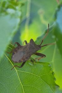 <i>Coreus marginatus</i>