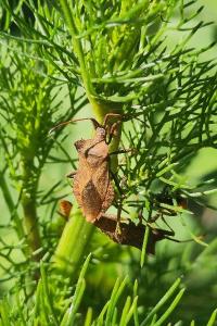 <i>Coreus marginatus</i>