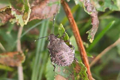 <i>Halyomorpha halys</i>