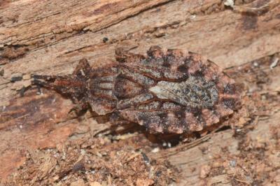 <i>Aradus brenskei</i>