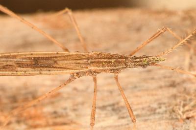 <i>Berytinus hirticornis</i>
