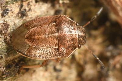 <i>Neottiglossa pusilla</i>