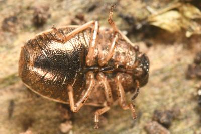 <i>Neottiglossa pusilla</i>