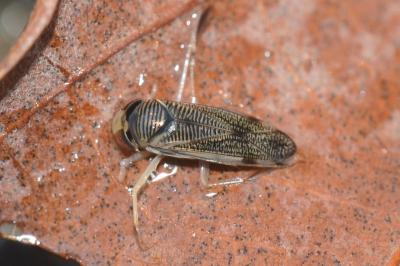 <i>Sigara limitata</i>