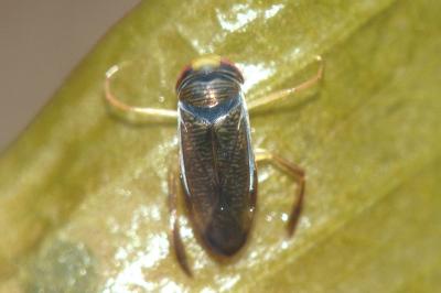 <i>Hesperocorixa castanea</i>