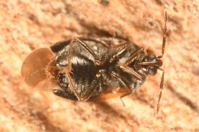 <i>Brachysteles parvicornis</i>
