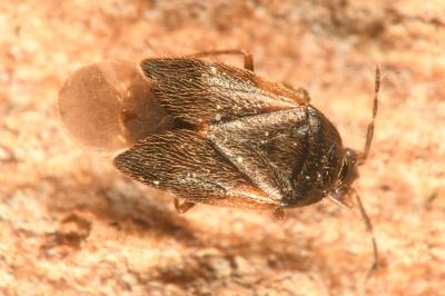 <i>Brachysteles parvicornis</i>