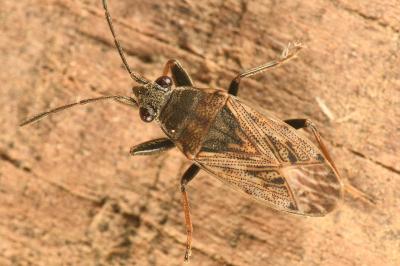 <i>Peritrechus gracilicornis</i>