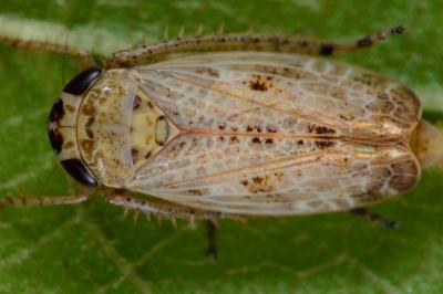 <i>Allygidius</i>