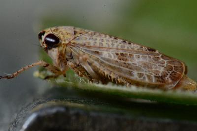 <i>Allygidius</i>